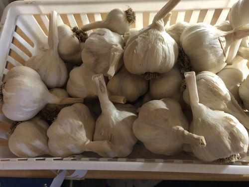 -Culinary Hardneck Garlic for cooking, pickling or raw-