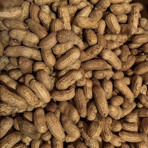 Wisconsin Grown Valencia Peanuts