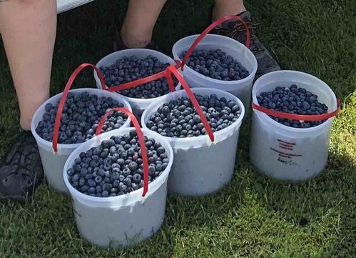 Fresh picked blueberries