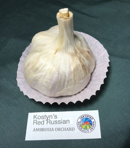 Kostyn's Red Russian bulb