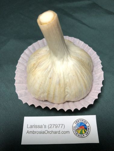 Larissa's (27977) bulb